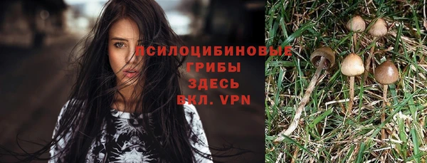 прущие грибы Алзамай